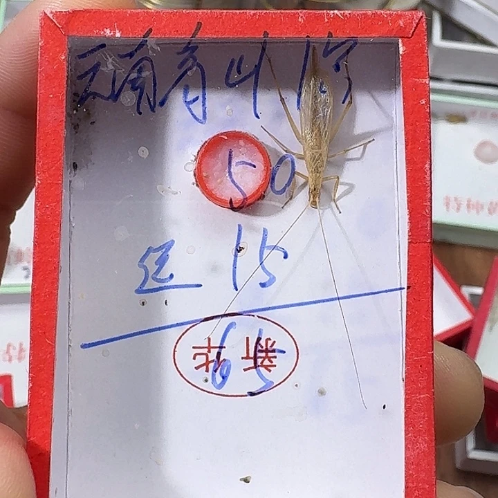 用***5蟋蟀22222222222222222