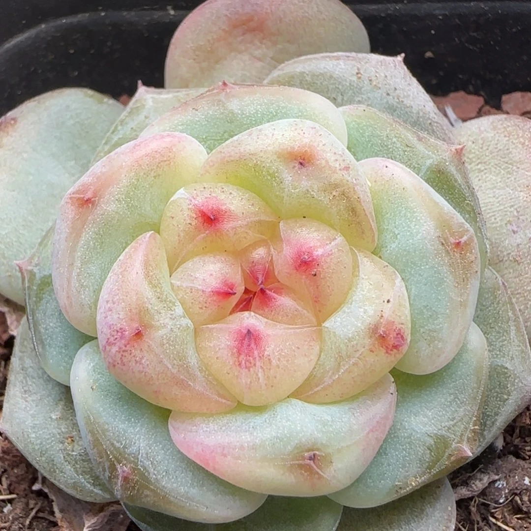 【满29包邮非偏远】433圆灯泡