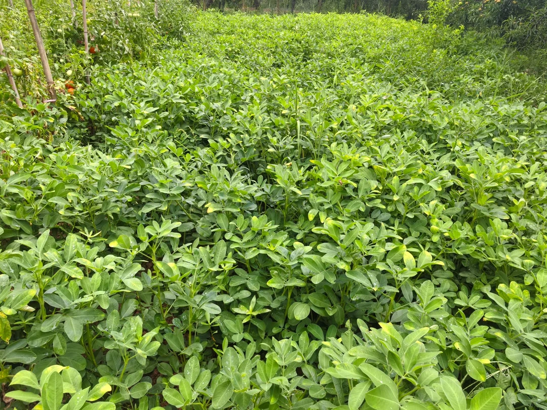 梁平蔬果珍选农家自种新鲜花生粉皮花生红皮花生