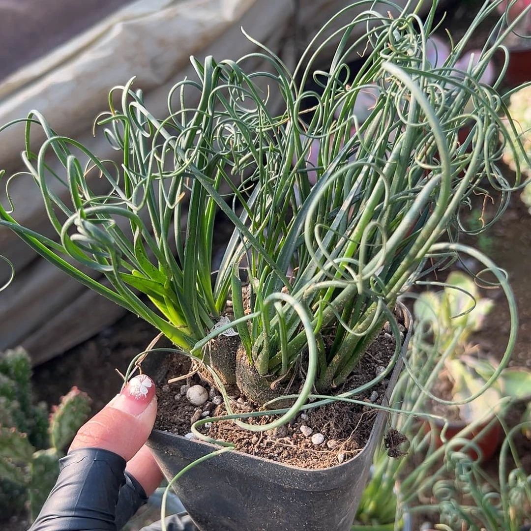 多肉植物弹簧草群