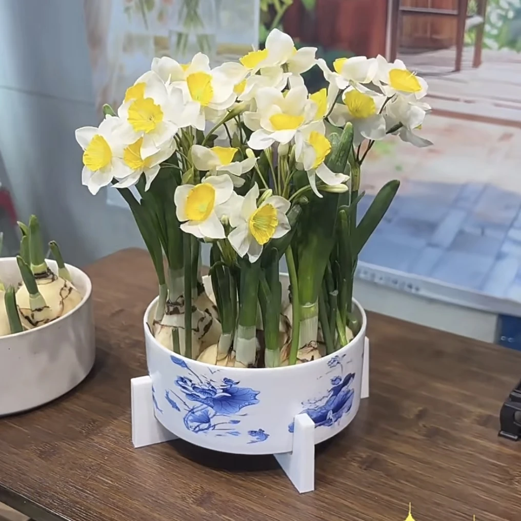 【5-7颗】带叶芽水仙花水养花卉绿植年宵花卉漳州水仙室内盆栽