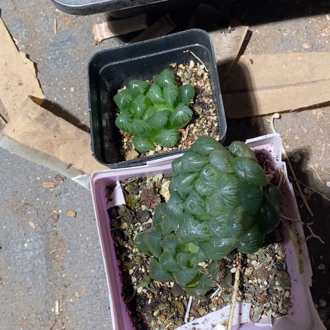 该***用2979 三颗玉露 超级福利