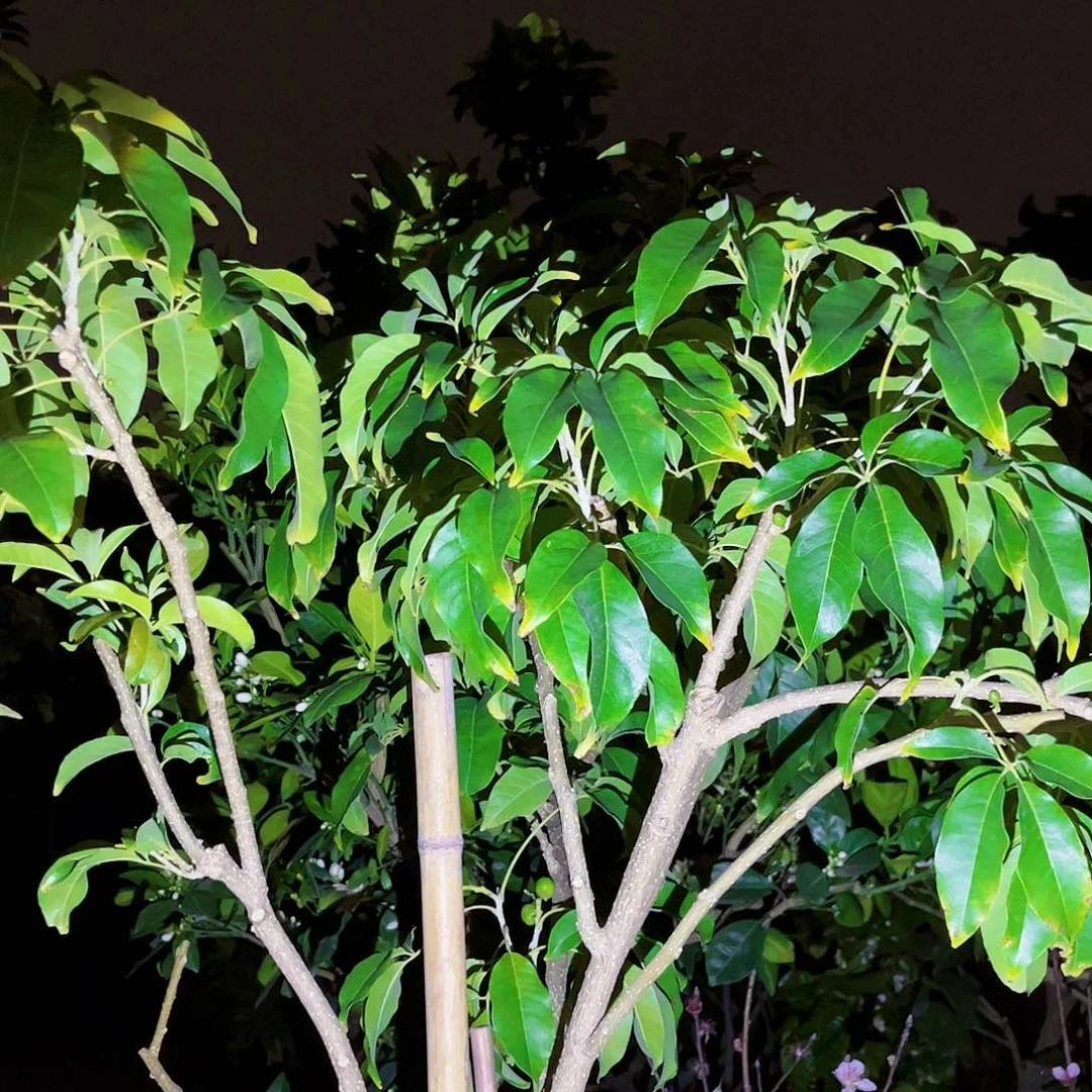 2****8果苗。果苗。果苗6666