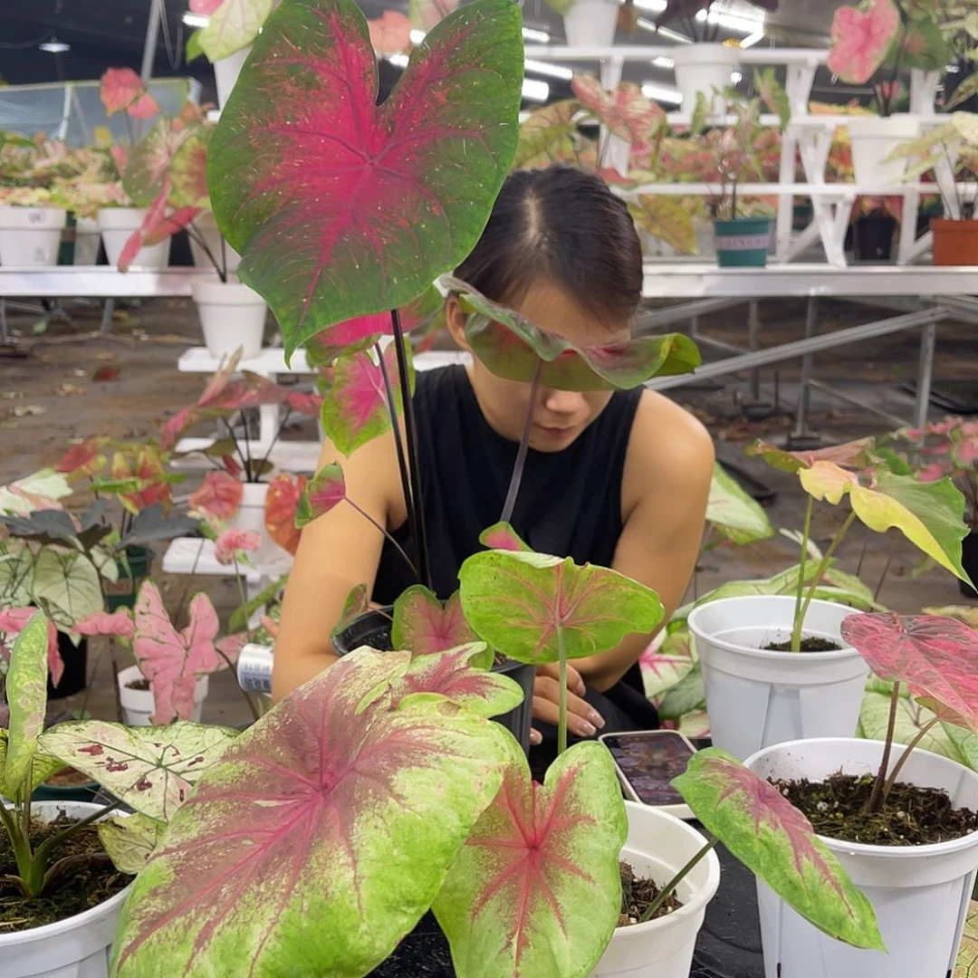 无花朵59薄荷茱莉。