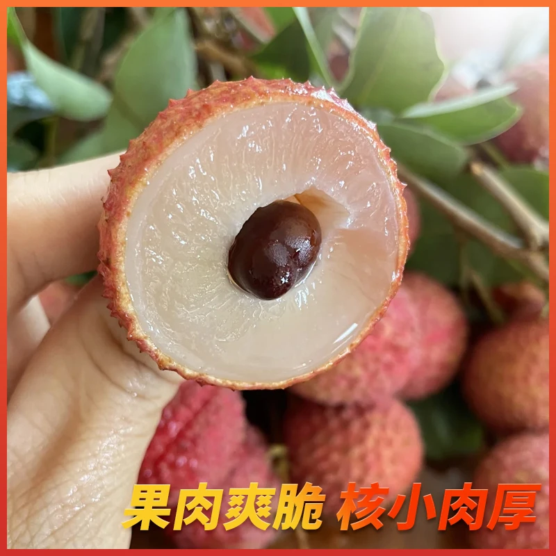 【顺丰冷链】正宗广西桂味荔枝果园直发新鲜上市清香可口当季水果