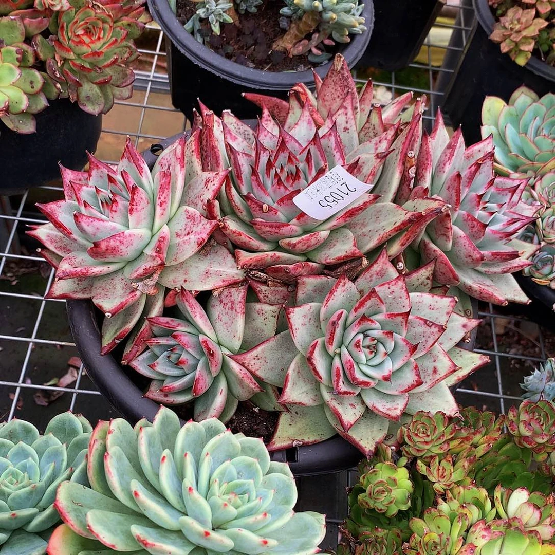 南***l     乌木多肉21055