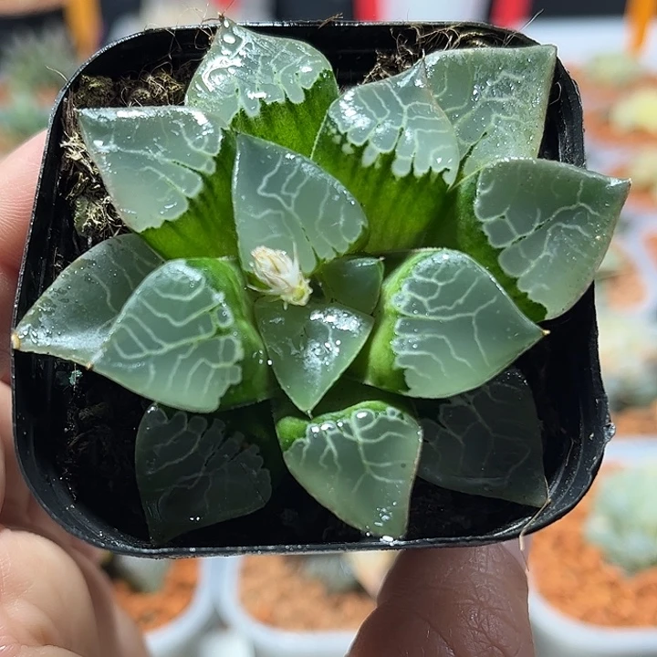 十二卷多肉火凤凰