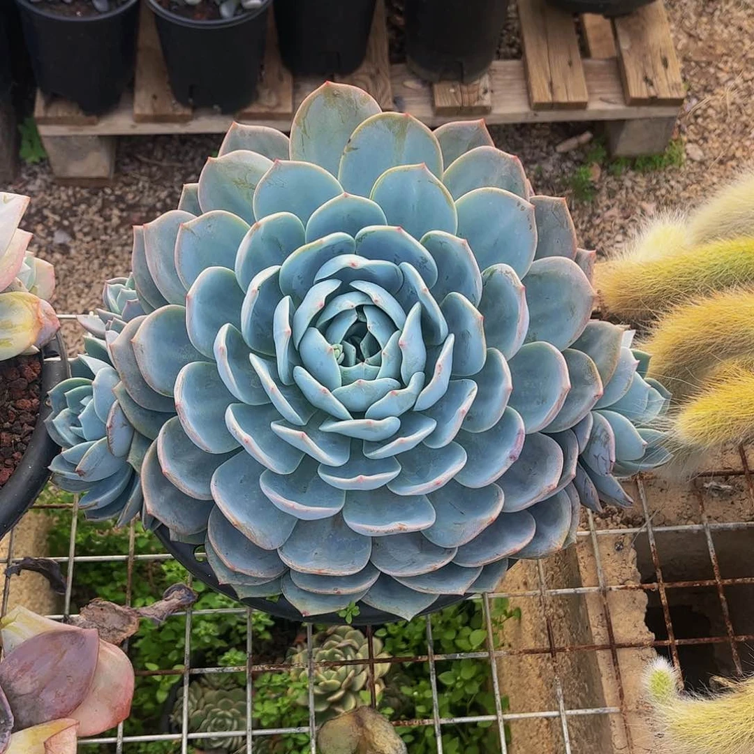 好姑娘多肉，凤橙