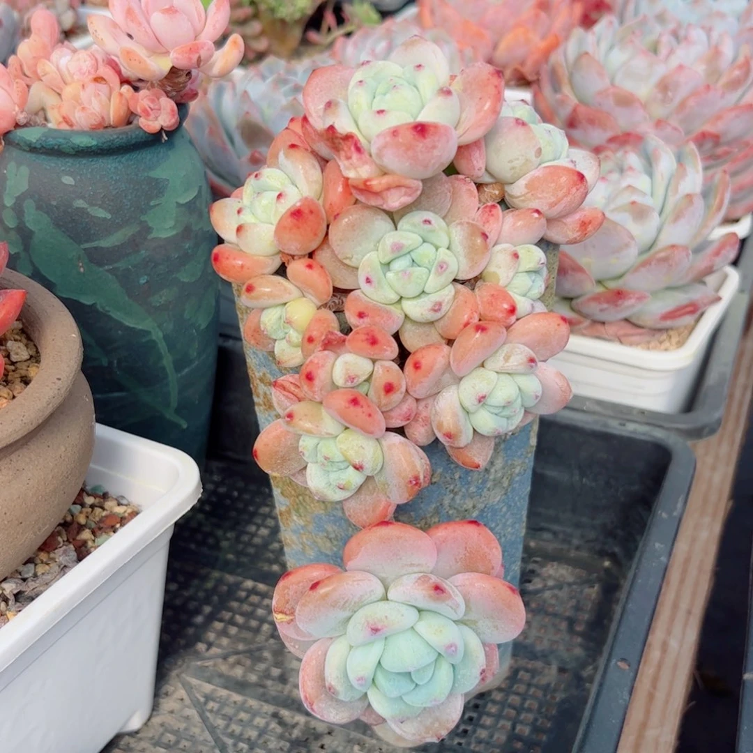 多肉植物多肉植物