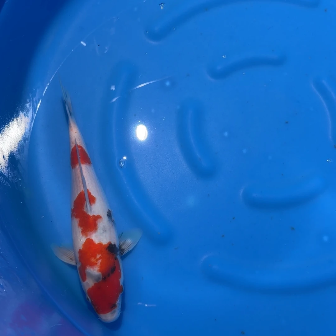 海水鱼顺丰云飞多腿少补