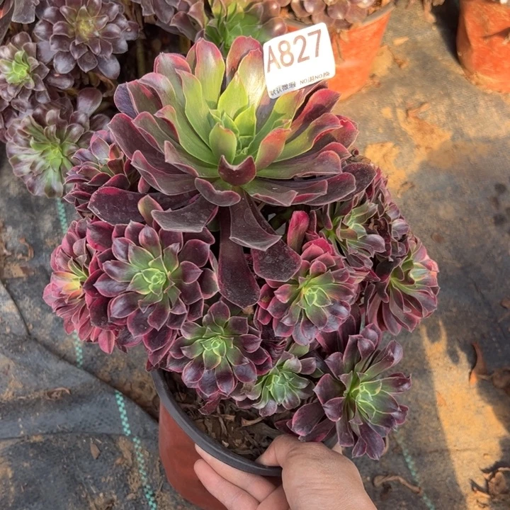 微瑕金丝却多肉植物827.