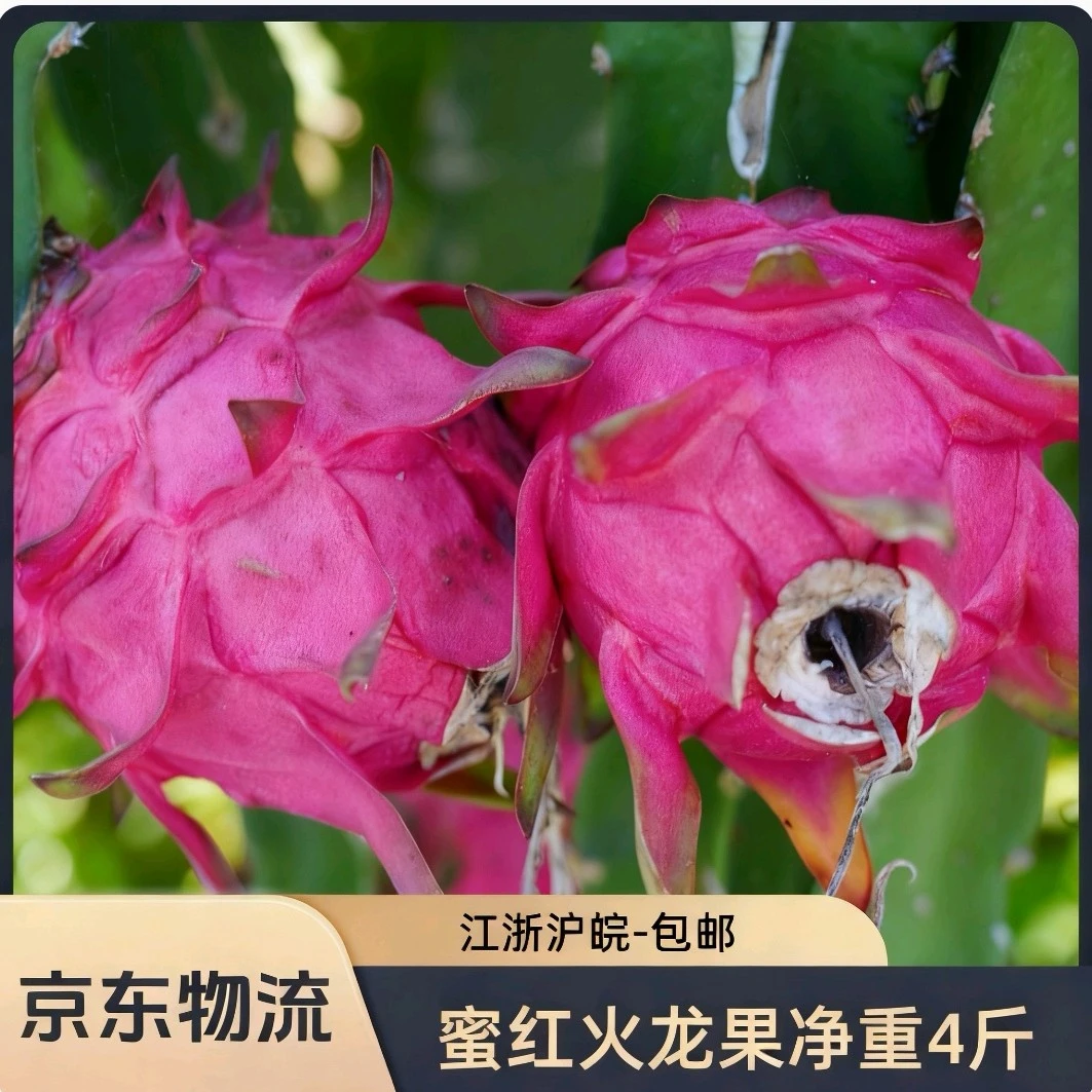 【江浙沪皖限定】火龙果普通装（净重4斤以上）