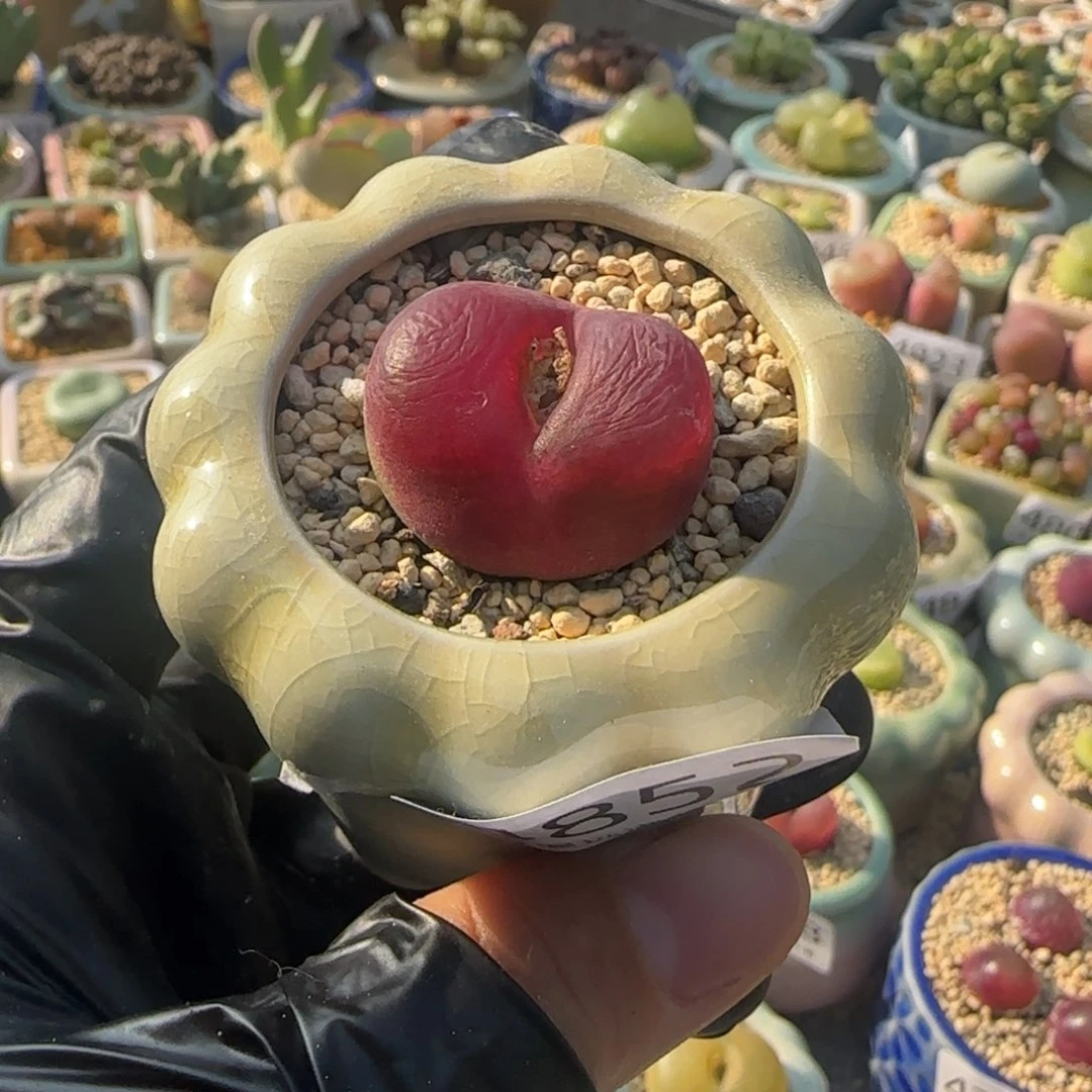 4852--一物一拍 带盆