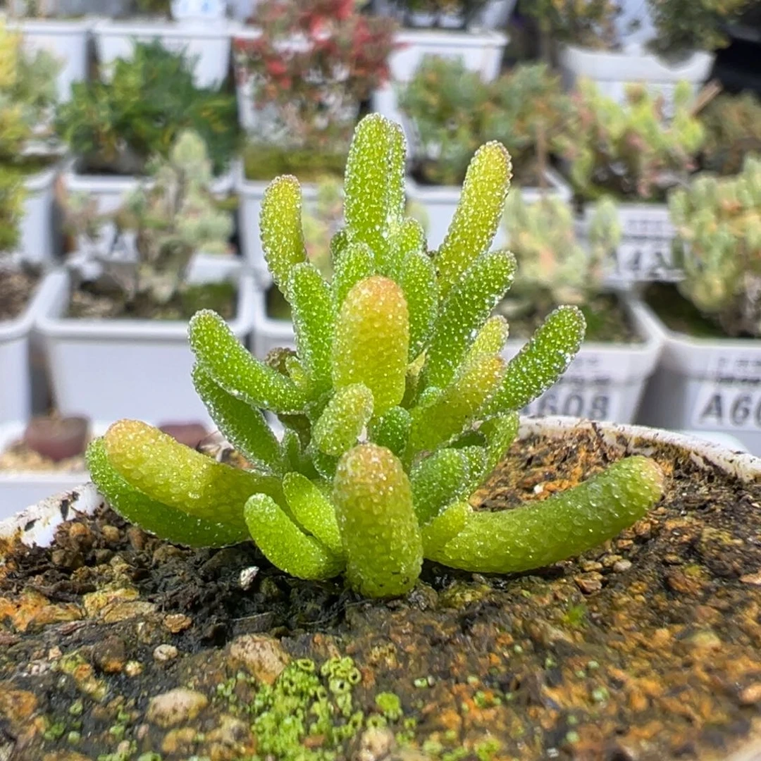 28-714枝干番杏多肉开播福利米冰五圆盆