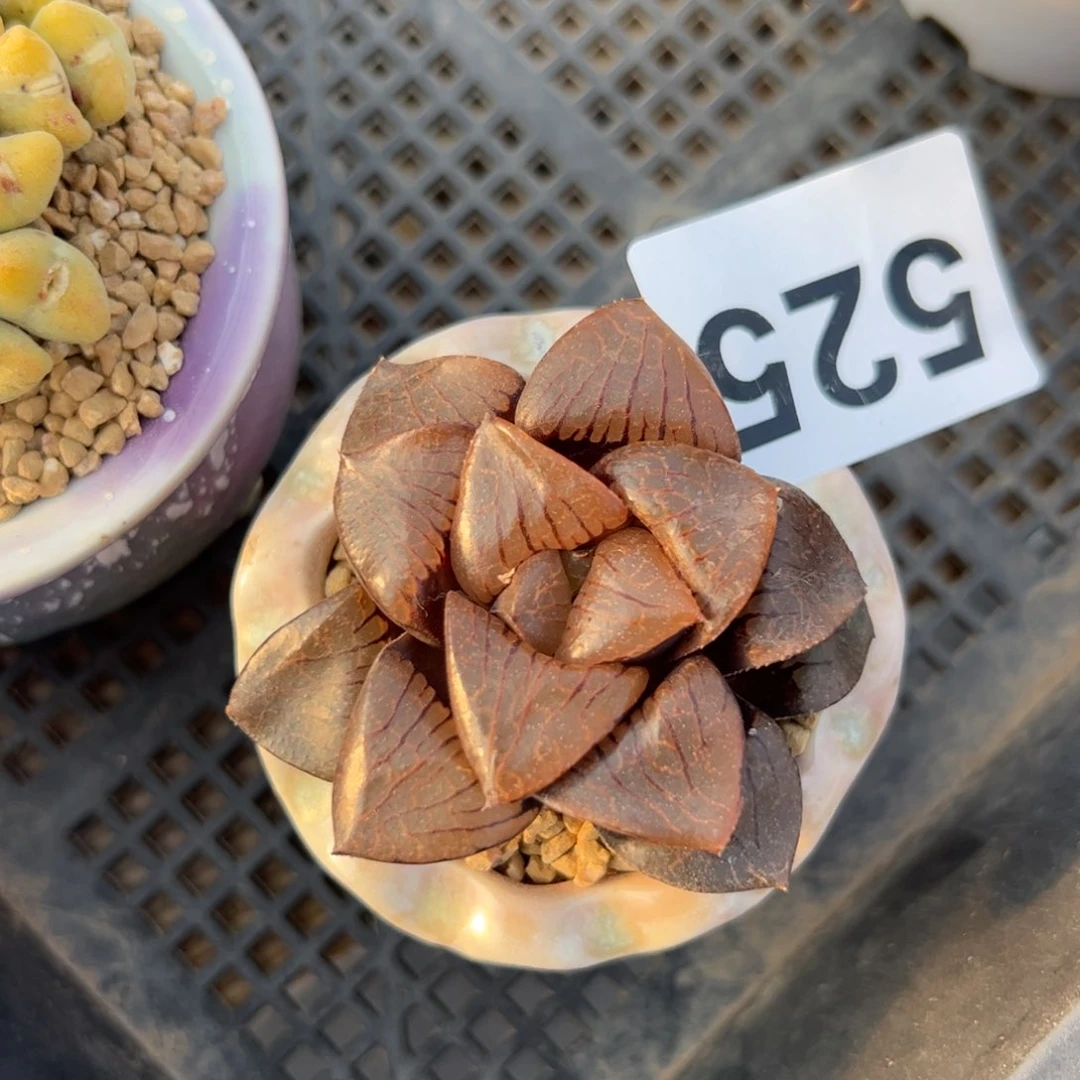 525 多肉植物组合