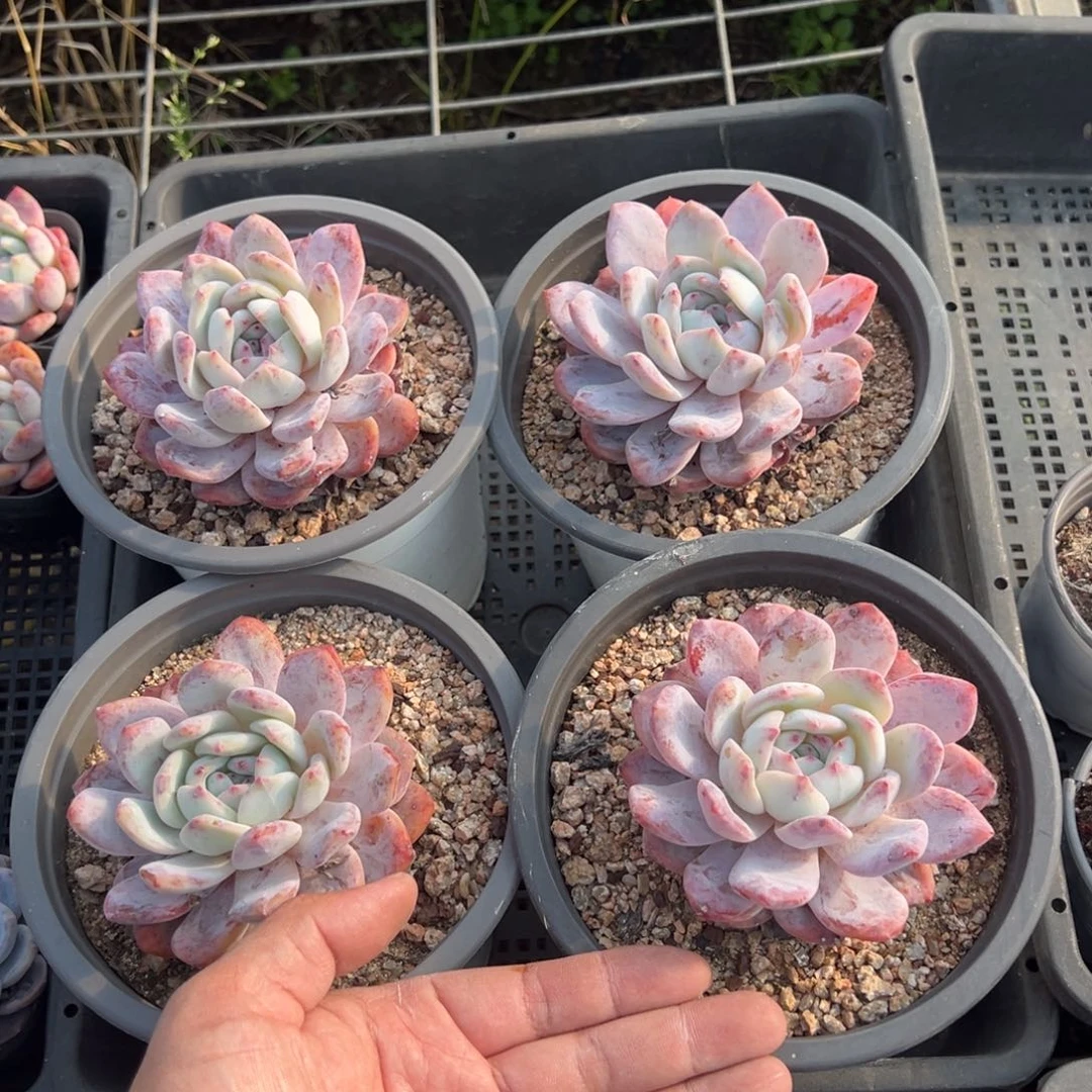 梦露9cm到手1颗量拍多肉满18元包邮下午发过