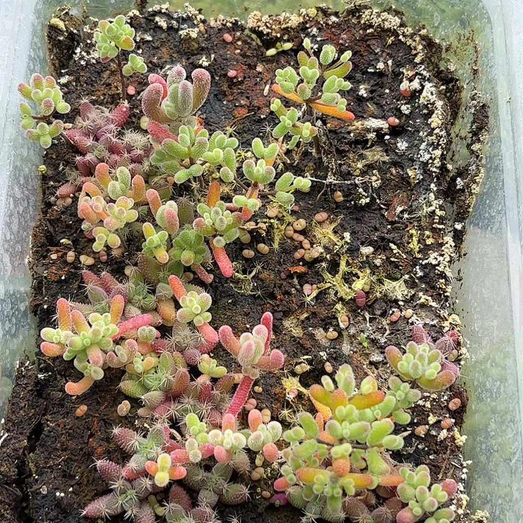 31混播切糕优选枝干