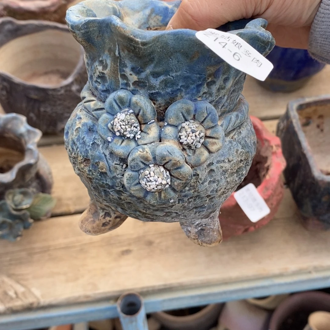 红陶宝**?6号多肉盆一个呀