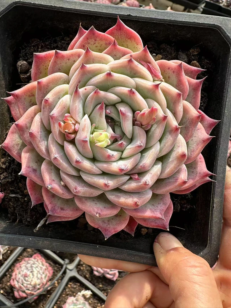 9#粉精灵多肉植物  前男友精品多肉 Sm0767