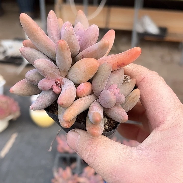 宝*72多肉植物组合为您打造出一种