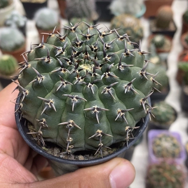 实生黑刺凤头特价