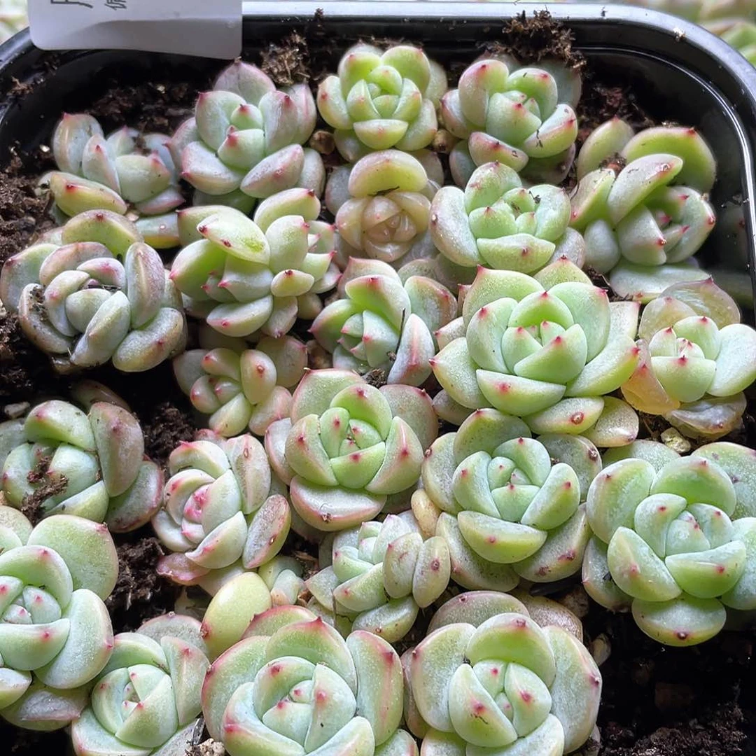 珍妮混一物一拍121