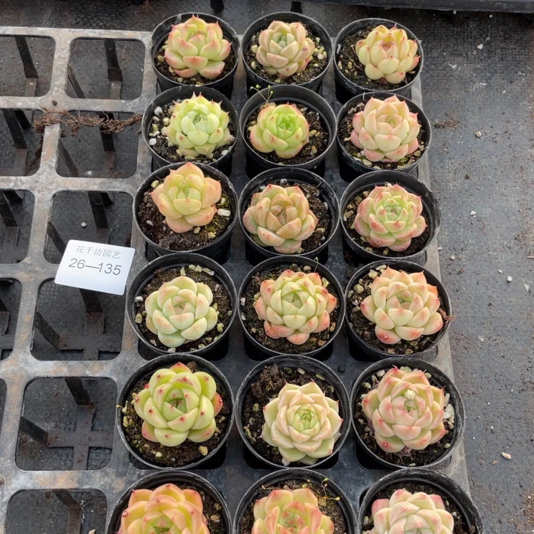 一物一拍18棵26-135