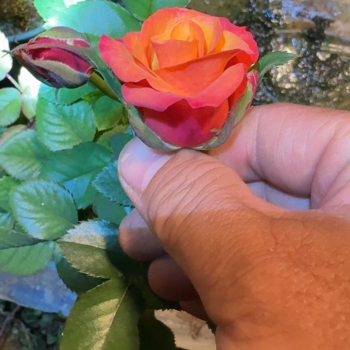 无花朵火花一加仑苗