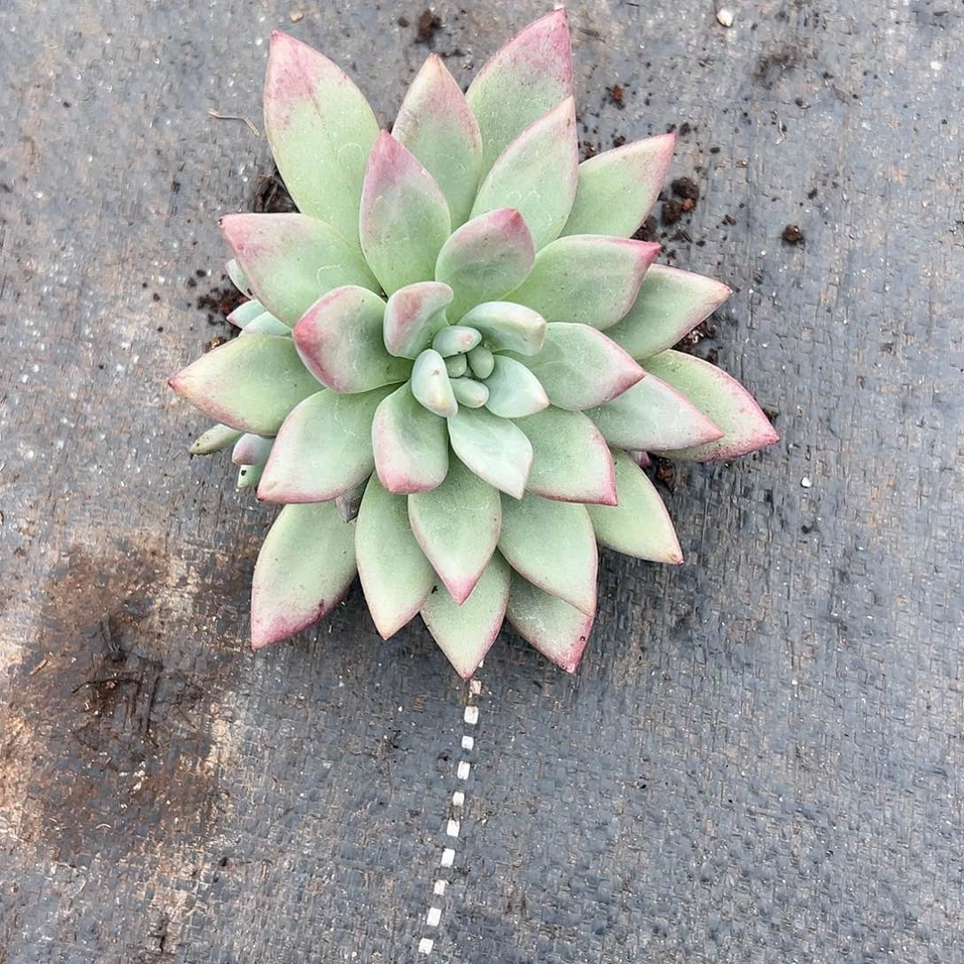 【闪购商品】赫本鲁斯福利