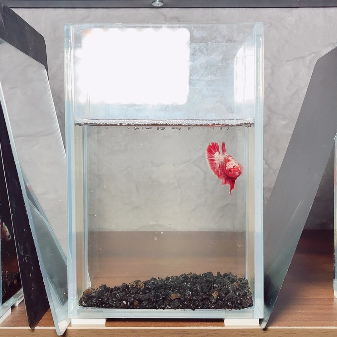 斗鱼红金将军公鱼