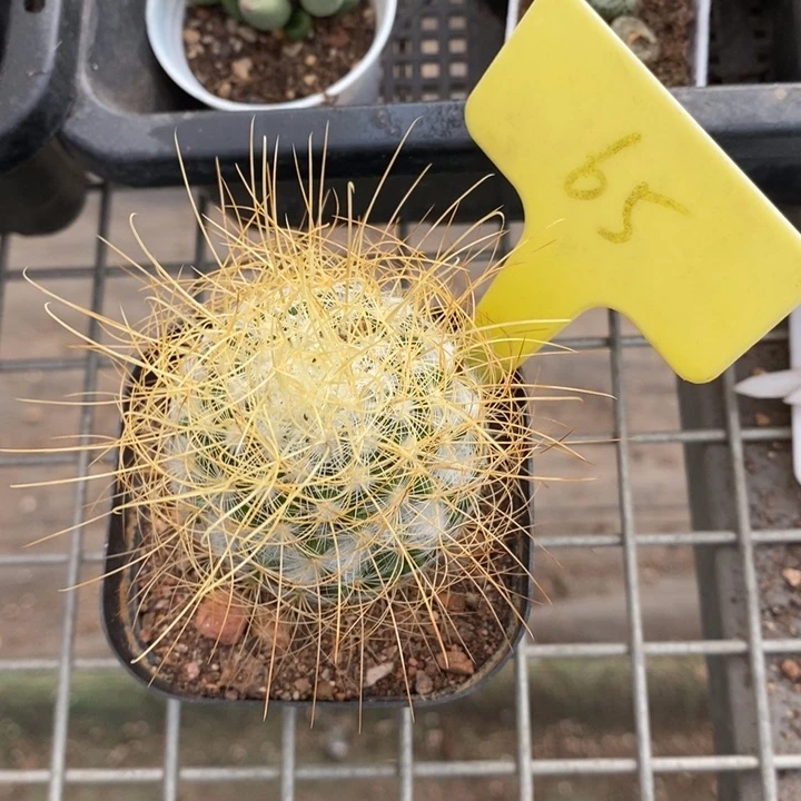 伯克利和他女朋友的朋友