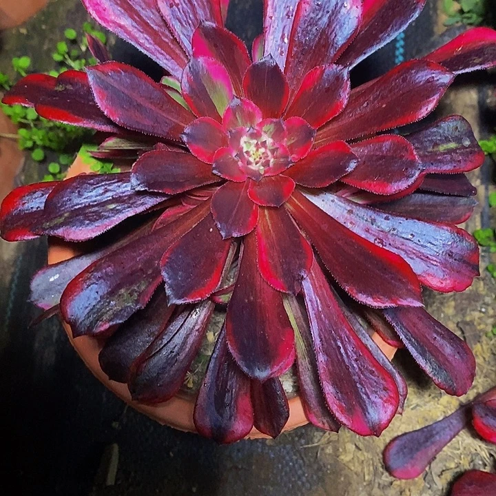 同花顺一圈侧芽多肉