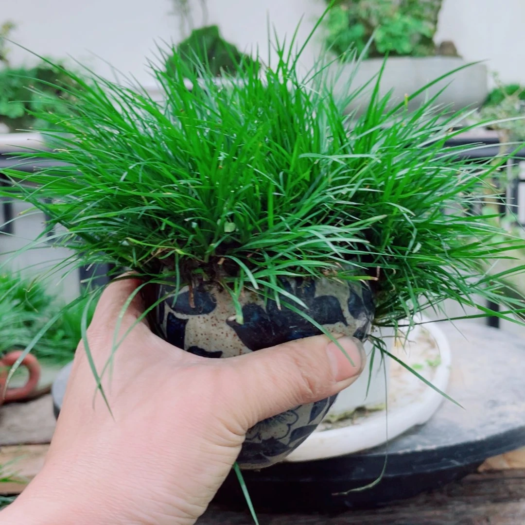 无铅玻璃松*铁线蕨铁线蕨铁线蕨