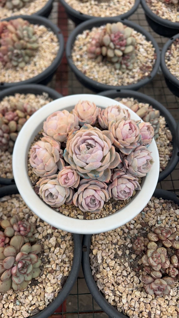 小笼包蓝色惊喜多肉植物