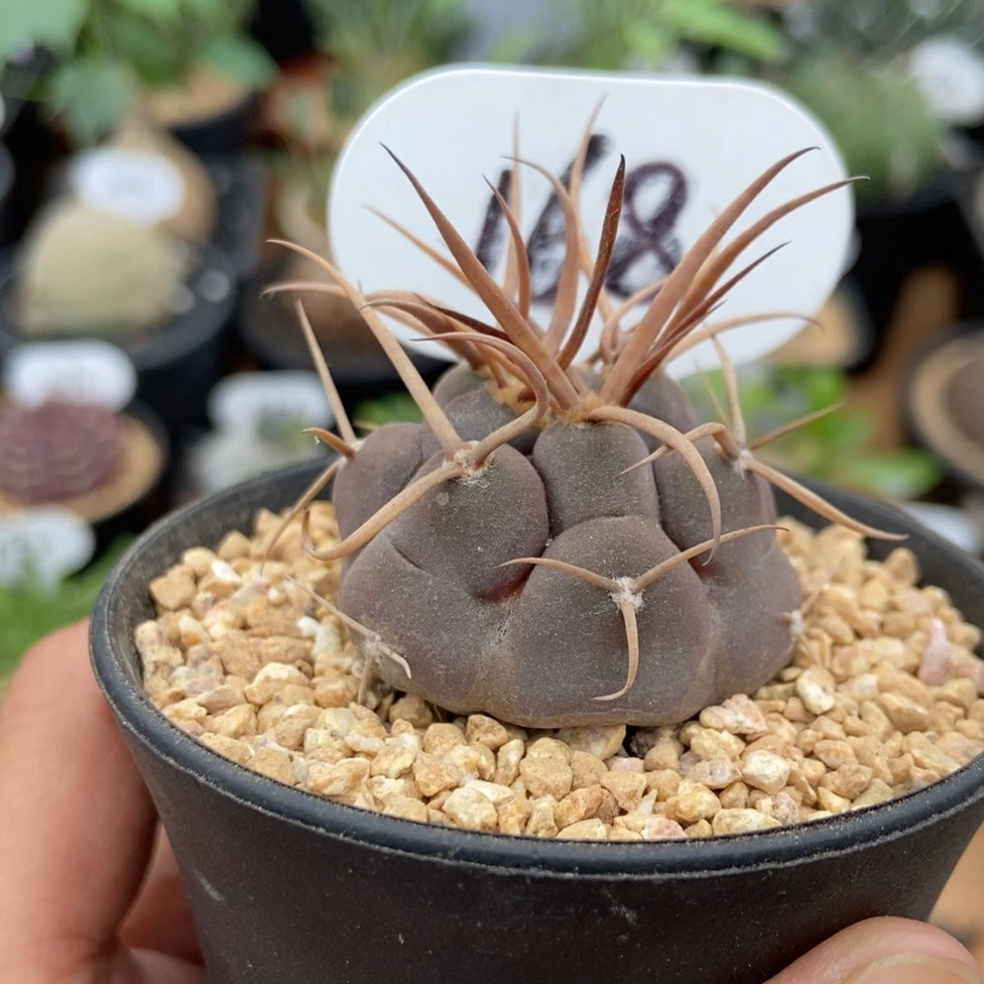 168号实生守金摩天龙