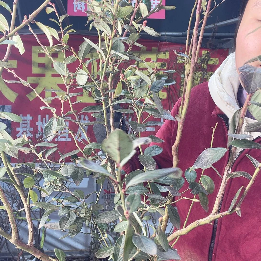 完全开放大果纯甜可口蓝莓