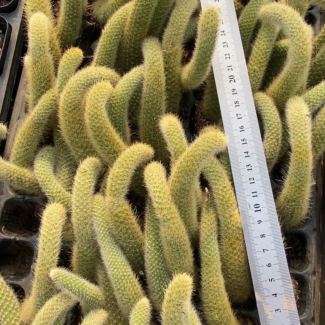 九尾狐量拍满9.9包邮