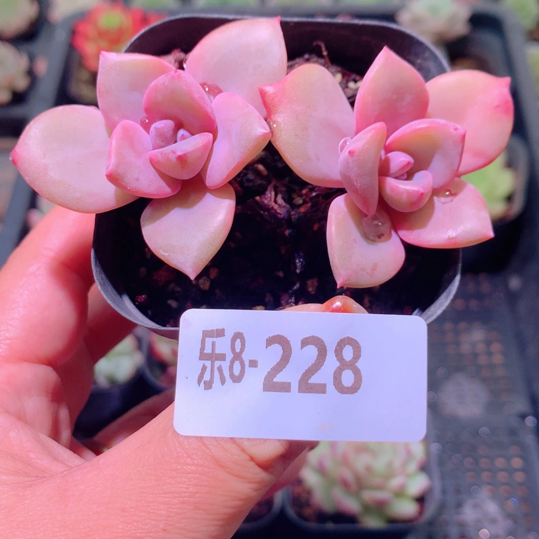 乐然8-228 彩虹糖