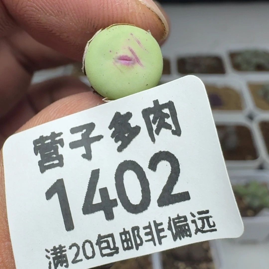 紫皮福利