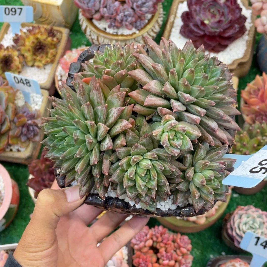 幻影美人多肉植物盆栽多肉