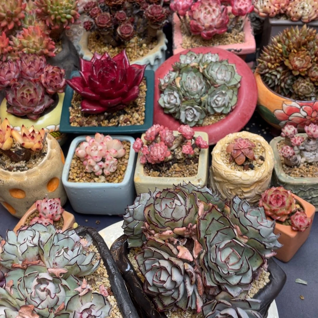 森***＊剑斯诺娃两颗群生