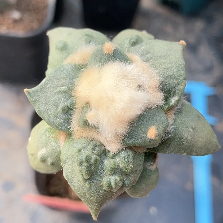 仙人球袖浦接怒涛351