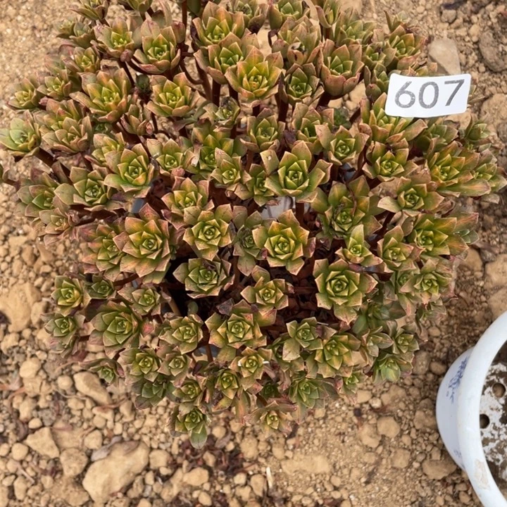 无花朵607多肉植物绿茶中斑