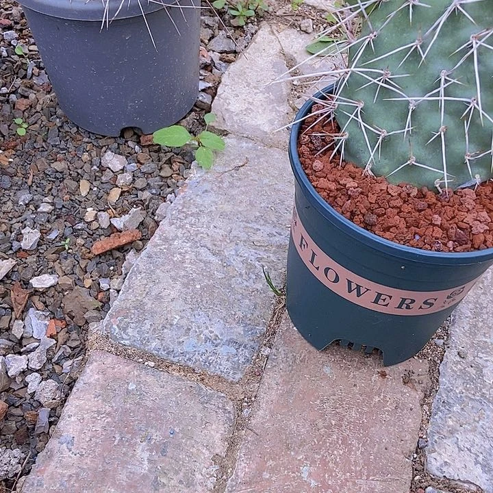 合***子仙人掌鹿角梅一节摘花脱土发货