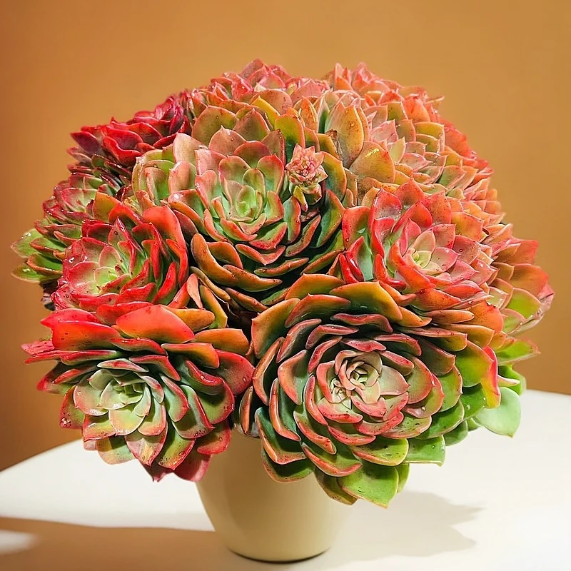 高贵280#云大B2 雪山多肉新手好看好养一单包邮