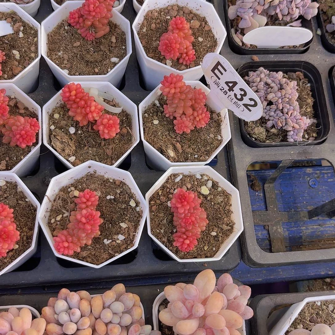 E432浆果锦一物一拍