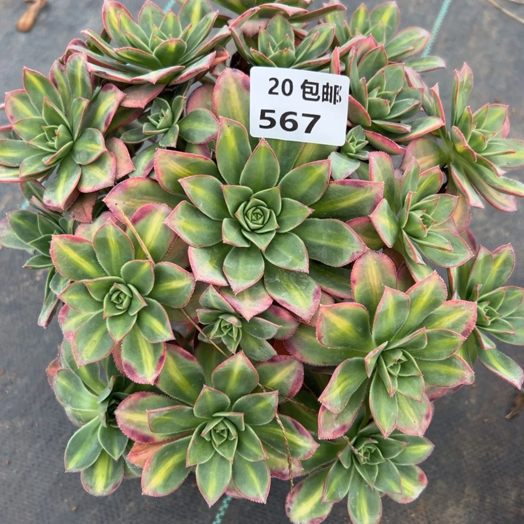 567星灿，满20包邮嘟叮熊