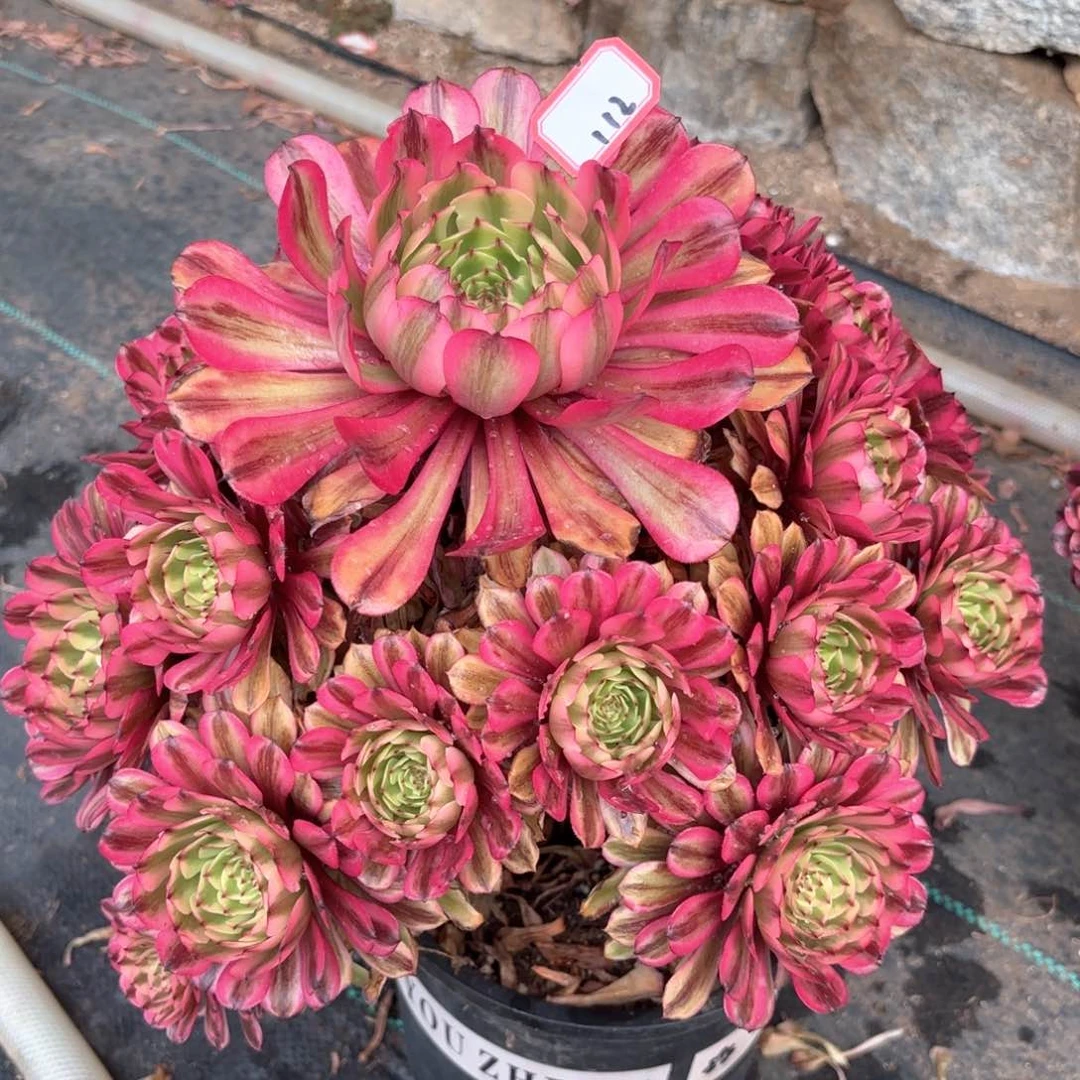 无花朵112粉肌多肉植物