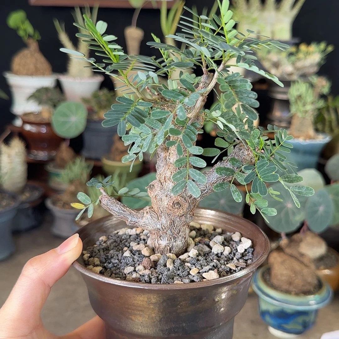 一物一拍沙漠苏木19