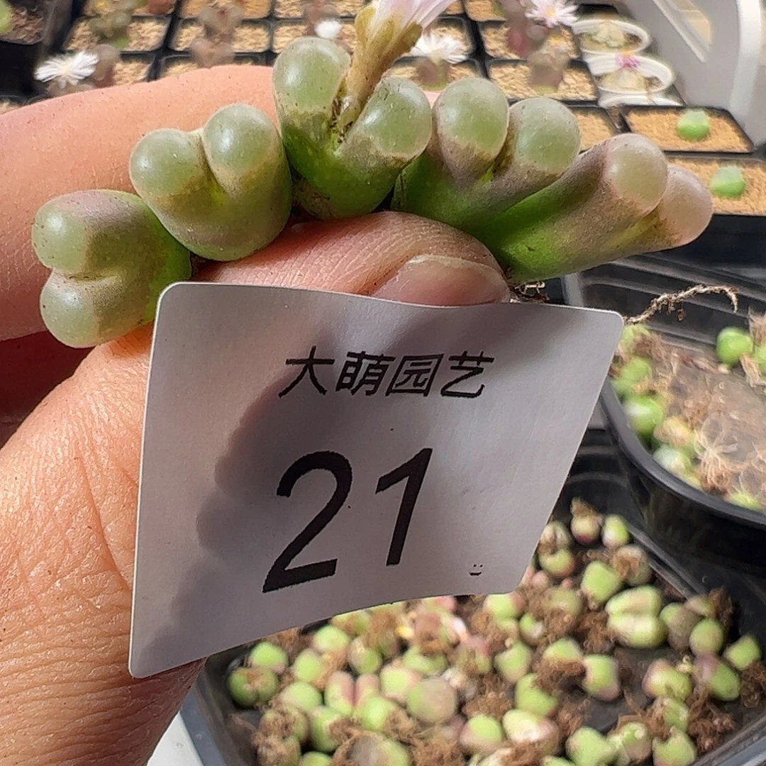 一物一拍。       21